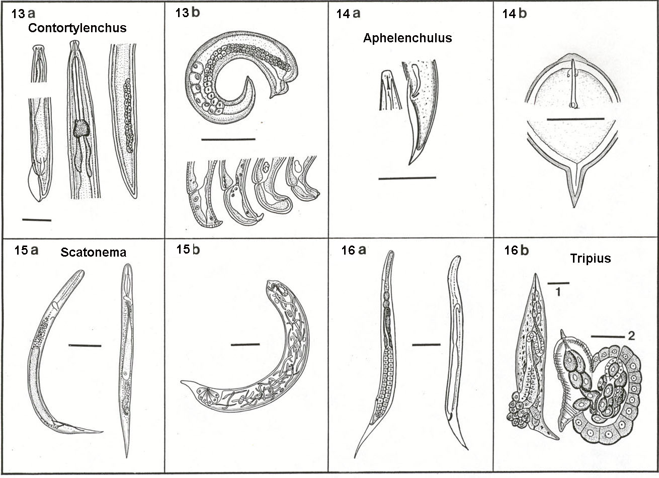 What are types of nematodes?